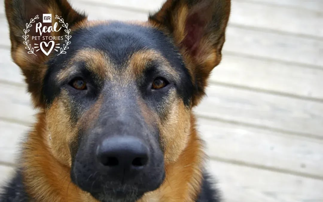 Bare’s Story: Our Journey Through Canine Epilepsy