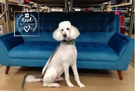 Arrow’s Story: How a Loving Home Helped a Poodle Overcome Trauma