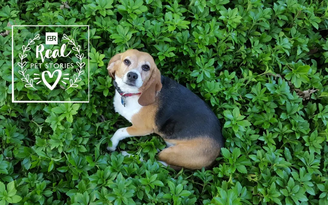 Judy’s Story: My Retired Research Beagle Is a Hero
