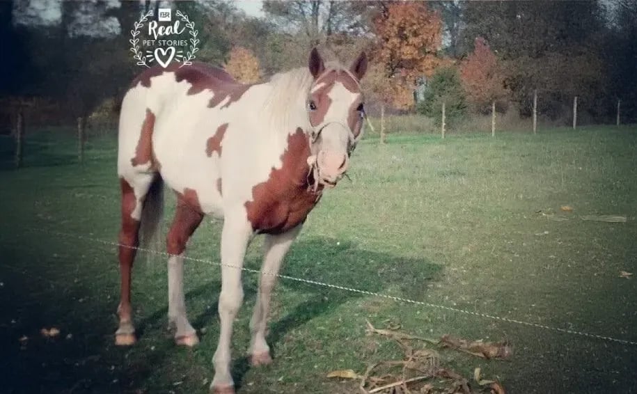 Louie’s Story: Green Pastures and Benefits of Research