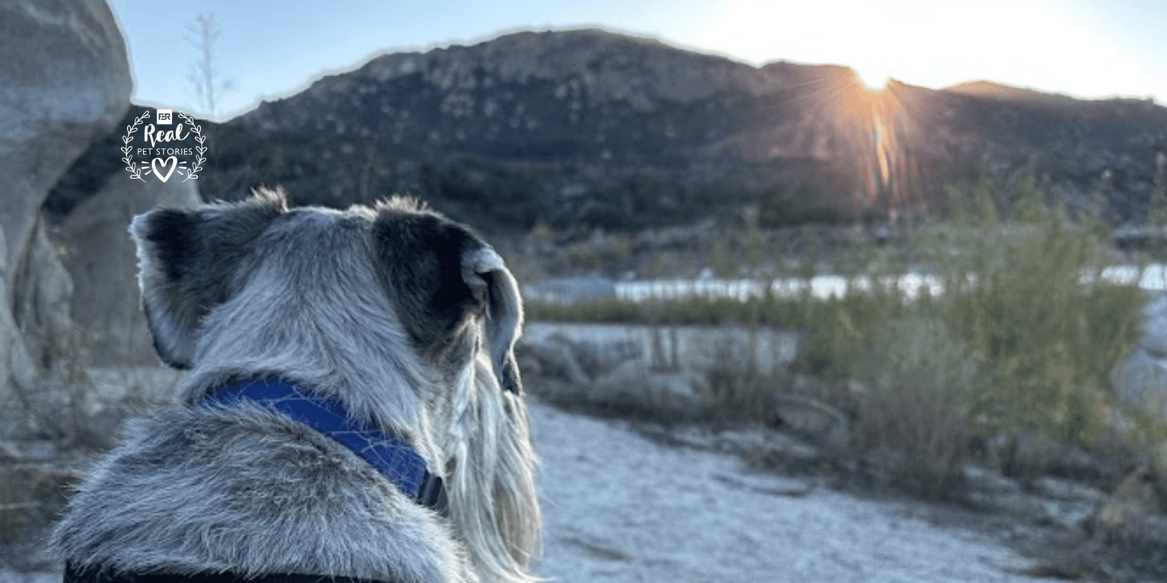 Max’s Story: A Journey With the Dog Aging Project