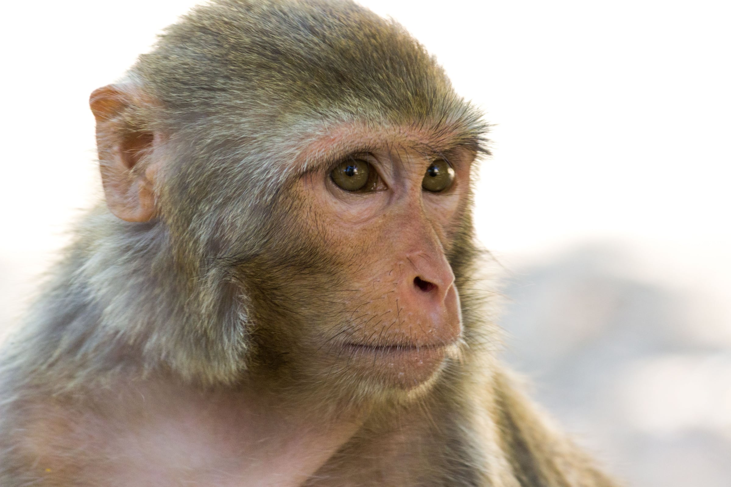 Monkey Research Brings Hope for Treating Alzheimer’s