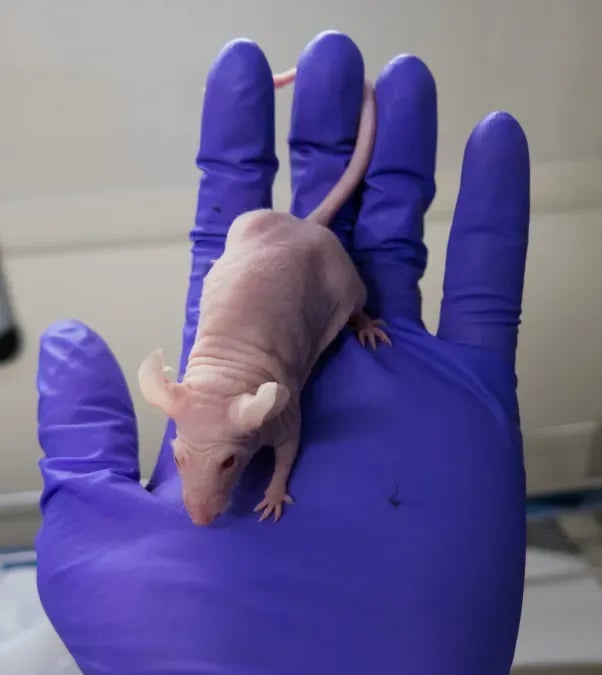 Why We Must Use Animals In Research