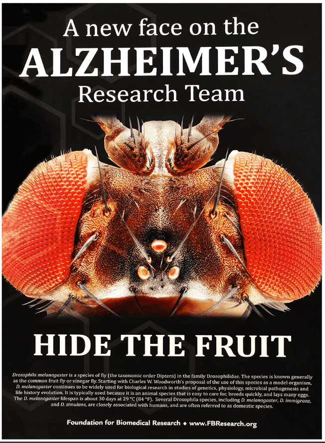 Alzheimer's Research Team