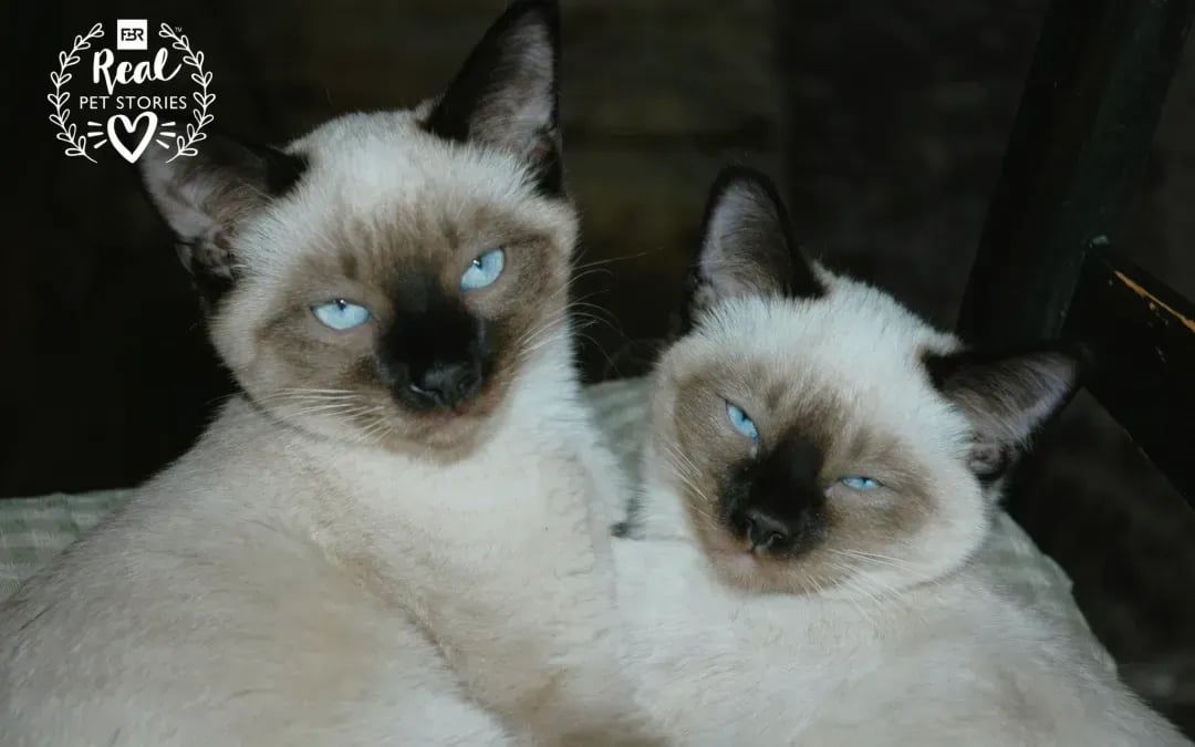 Mittens and Smoky’s Story: Life With Siamese Cats