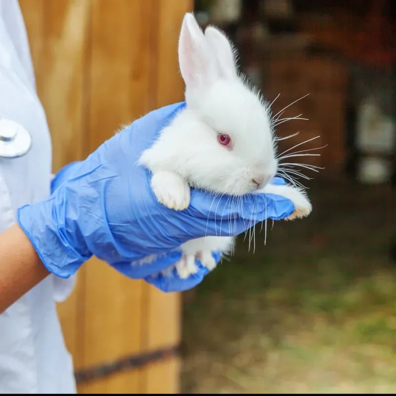 How Many Lives Has This Rabbit Saved?