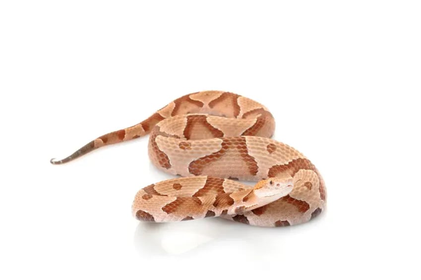 Copperheads curing cancer?
