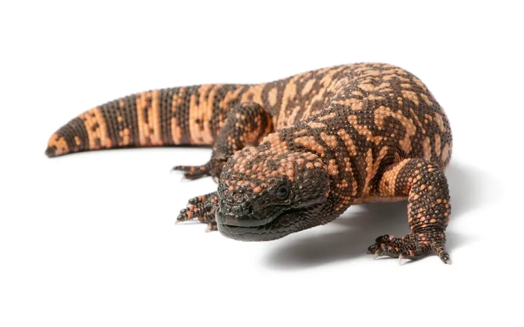 Gila monsters: clues into new drug development?