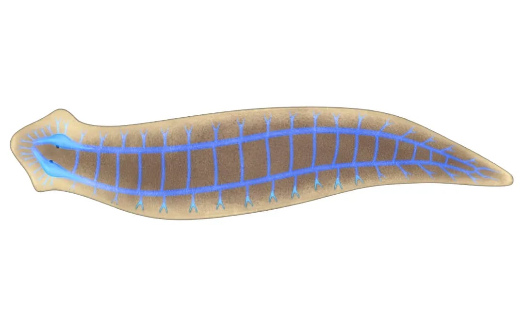 Flatworms are saving lives