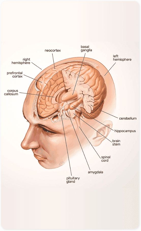 Deep Brain Stimulation Offers Parkinson’s Patients New Hope