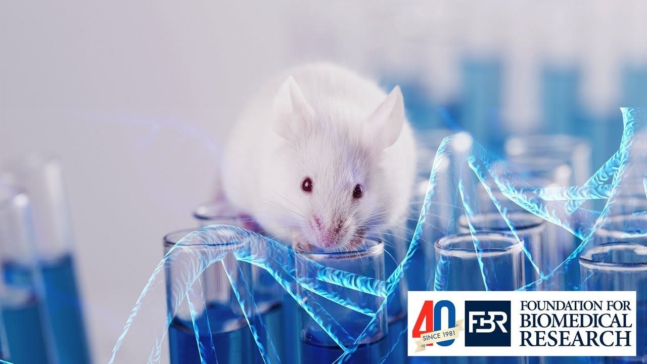 What exactly is a humanized mouse?