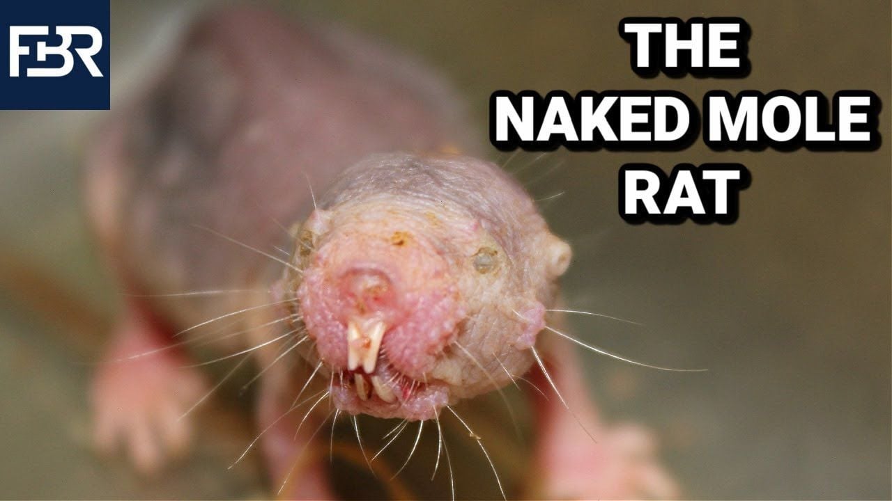The Naked Mole Rat: A Small Yet Vital Partner in Biomedical Research (2021)