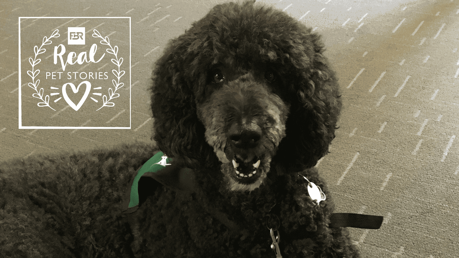 Link’s Story: One Poodle’s Journey to Becoming a Therapy Dog